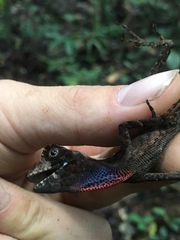 Anolis chrysolepis