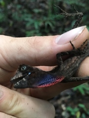 Anolis chrysolepis