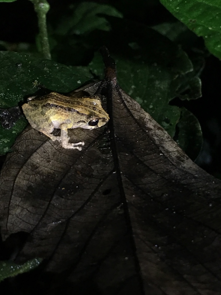 Delius' Rainfrog
