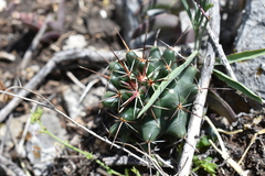 Coryphantha georgii