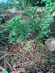 Diphasiastrum complanatum