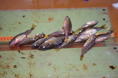 Gymnocephalus cernua