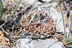 Echinofossulocactus lamellosus