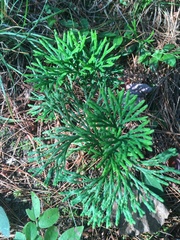 Diphasiastrum complanatum