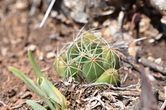 Mammillaria paulii