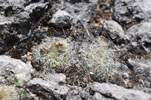 Turbinicarpus saueri