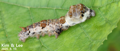 Bombyx