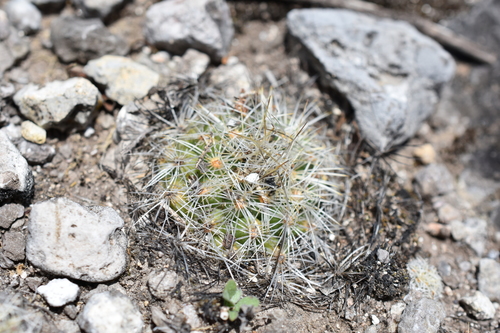 Turbinicarpus saueri