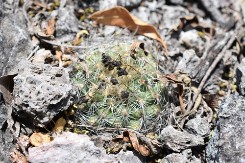 Turbinicarpus saueri