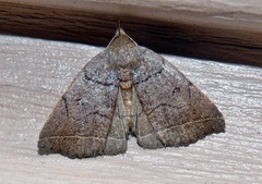 Zanclognatha obscuripennis