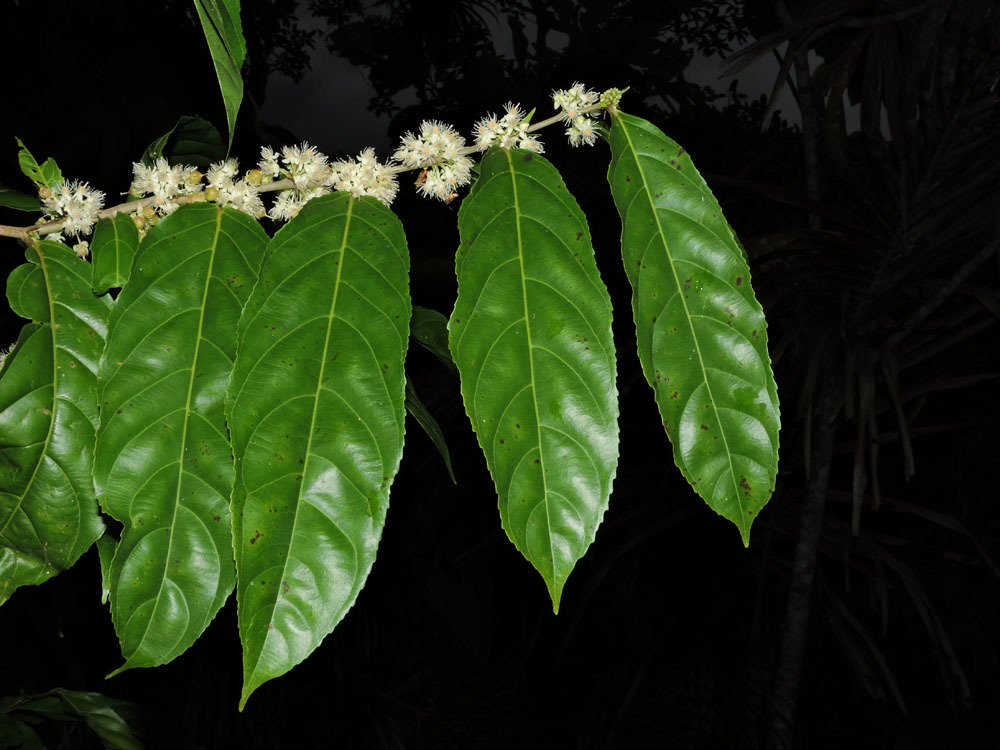 Casearia