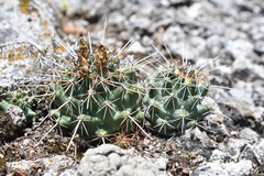 Coryphantha georgii