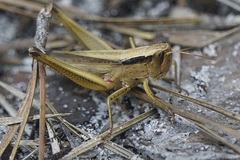 Dichromorpha elegans