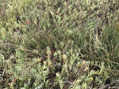 Triglochin concinna concinna