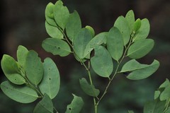 Breynia oblongifolia