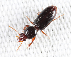 Clivina