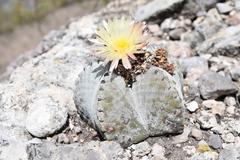 Astrophytum myriostigma