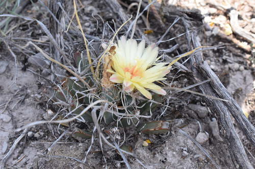 Leuchtenbergia principis