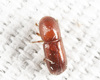 Xyleborus xylographus - Photo (c) Tom Murray, some rights reserved (CC BY-NC), uploaded by Tom Murray