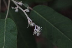 Astrotricha latifolia