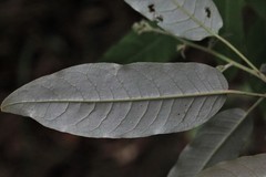 Astrotricha latifolia