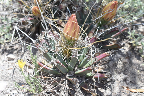 Leuchtenbergia principis