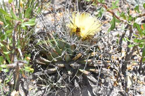 Leuchtenbergia principis