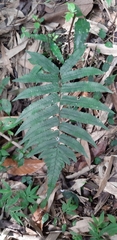 Dryopteris scottii