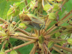 Adelphocoris quadripunctatus