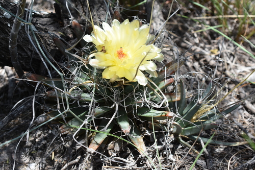 Image of Leuchtenbergia principis by (c) P Gonzalez Zamora, some rights reserved (CC BY)