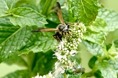 Tachytes guatemalensis