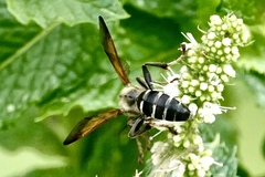 Tachytes guatemalensis