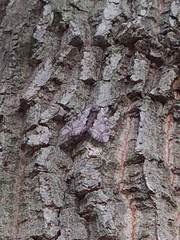 Catocala insolabilis