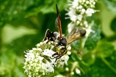 Tachytes guatemalensis