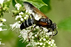 Tachytes guatemalensis