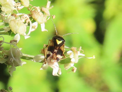 Orthops