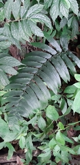 Dryopteris scottii
