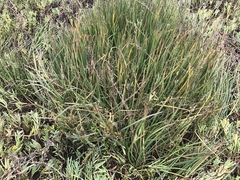 Triglochin concinna concinna