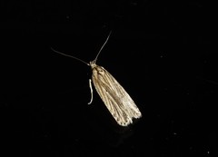 Agonopterix umbellana