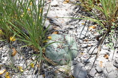 Thelocactus hexaedrophorus hexaedrophorus