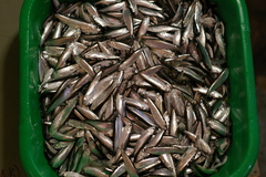 Clupeonella cultriventris