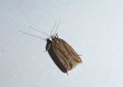 Agonopterix umbellana