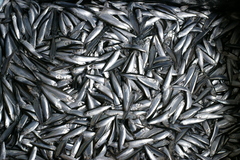 Clupeonella cultriventris