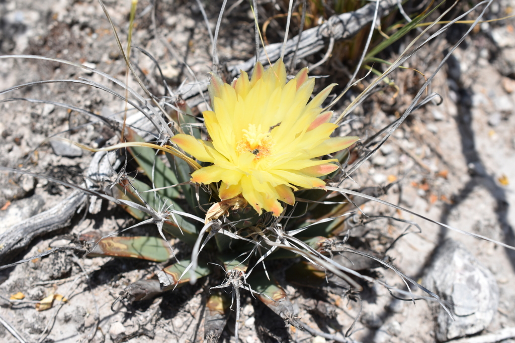 agave cactus