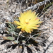 Agave Cactus - Photo (c) P Gonzalez Zamora, some rights reserved (CC BY), uploaded by P Gonzalez Zamora