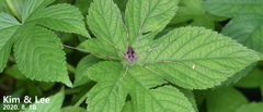 Bidentolophus bidens