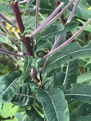 Adelphocoris rapidus