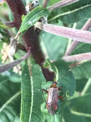 Adelphocoris rapidus