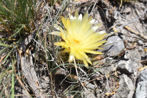 Image of Leuchtenbergia principis by (c) P Gonzalez Zamora, some rights reserved (CC BY)