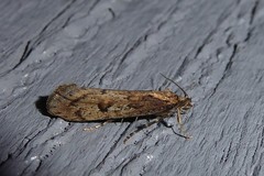 Atomotricha chloronota